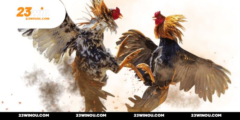 Chú ý đến phần đùi của các chiến binh mồng đỏ