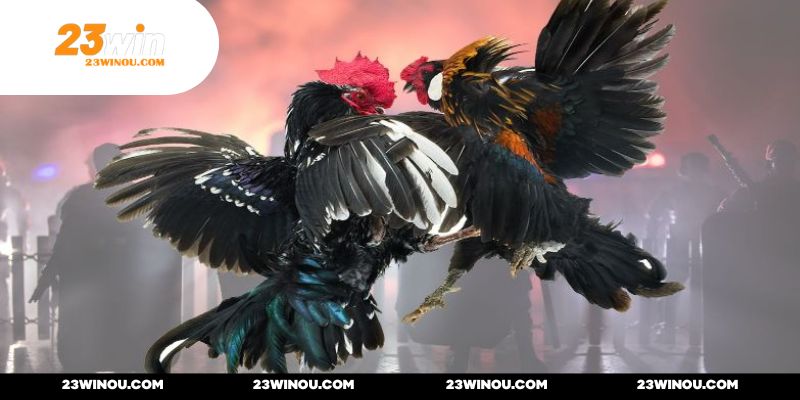 Chú ý đến thông tin trận đấu và chiến kê