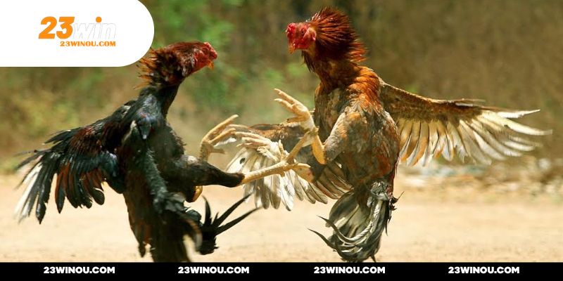 Đường truyền mượt mà với chất lượng âm thanh, hình ảnh đạt chuẩn