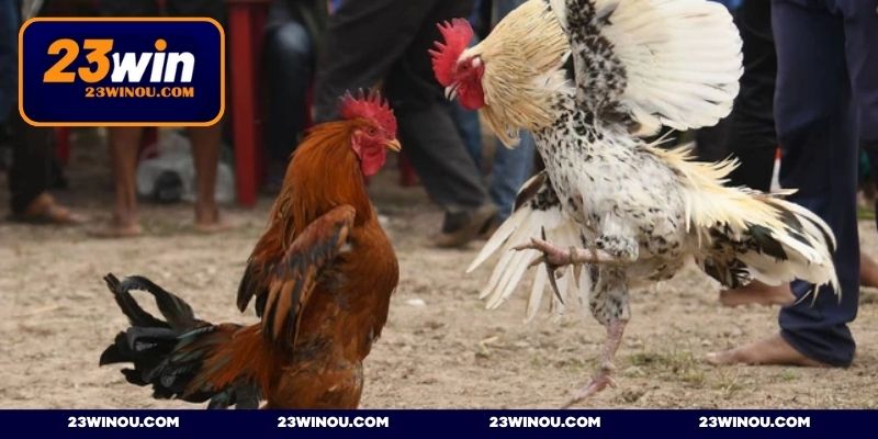 Hiểu rõ về từng đấu sĩ trước khi đặt cược