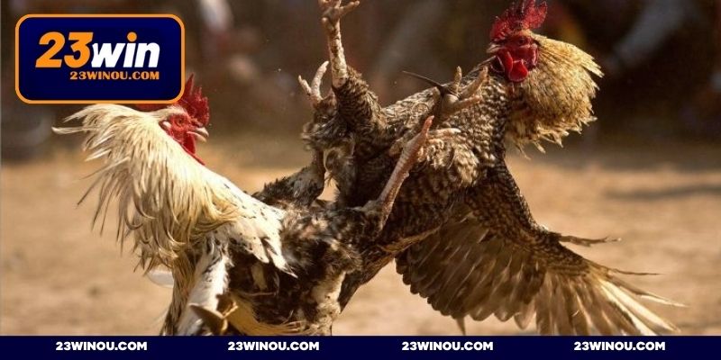 Hình thức chọi gà nòi