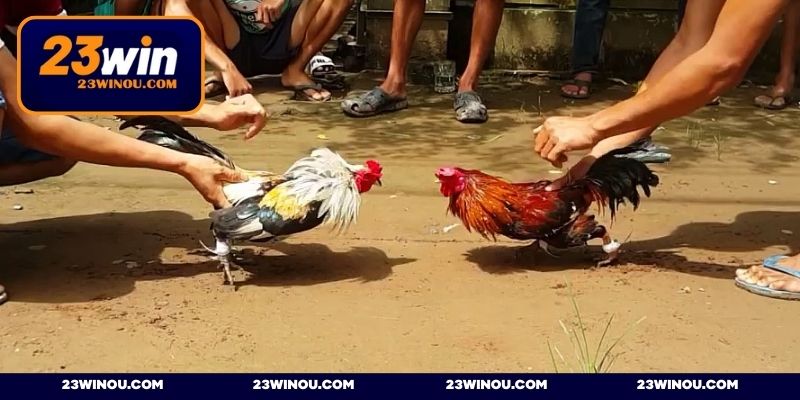 Quy trình tham gia đấu kê cơ bản cho newbie