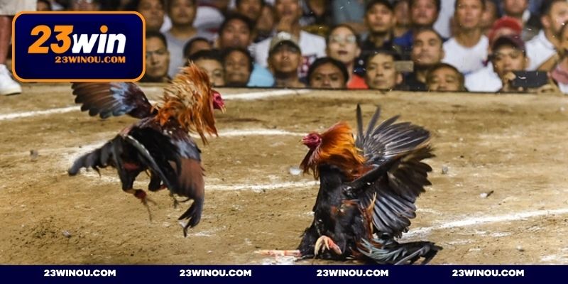 Sảnh chơi chọi kê đình đám tại 23WIN