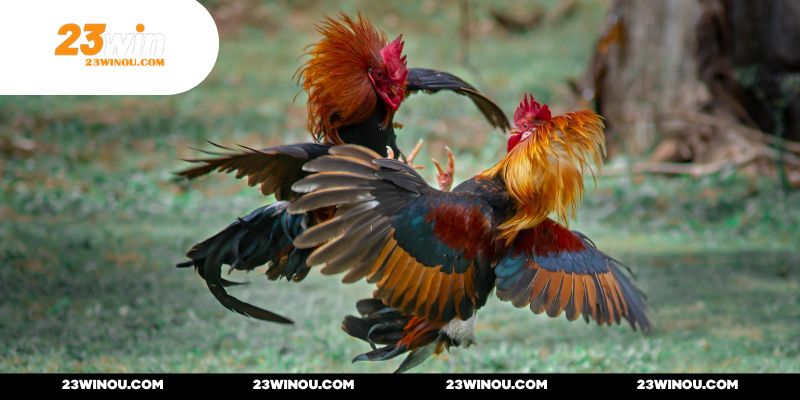 Đá Gà Campuchia C3 - Quy Tụ Hàng Trăm Màn Đấu Mãn Nhãn