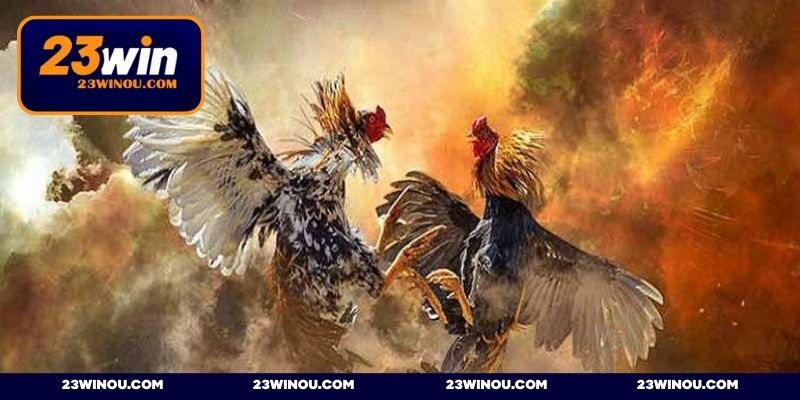 Tổng hợp các hình thức đá gà 23WIN phổ biến